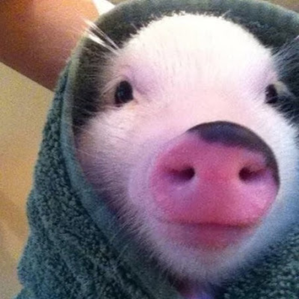 Meet your Posher, Jeiska